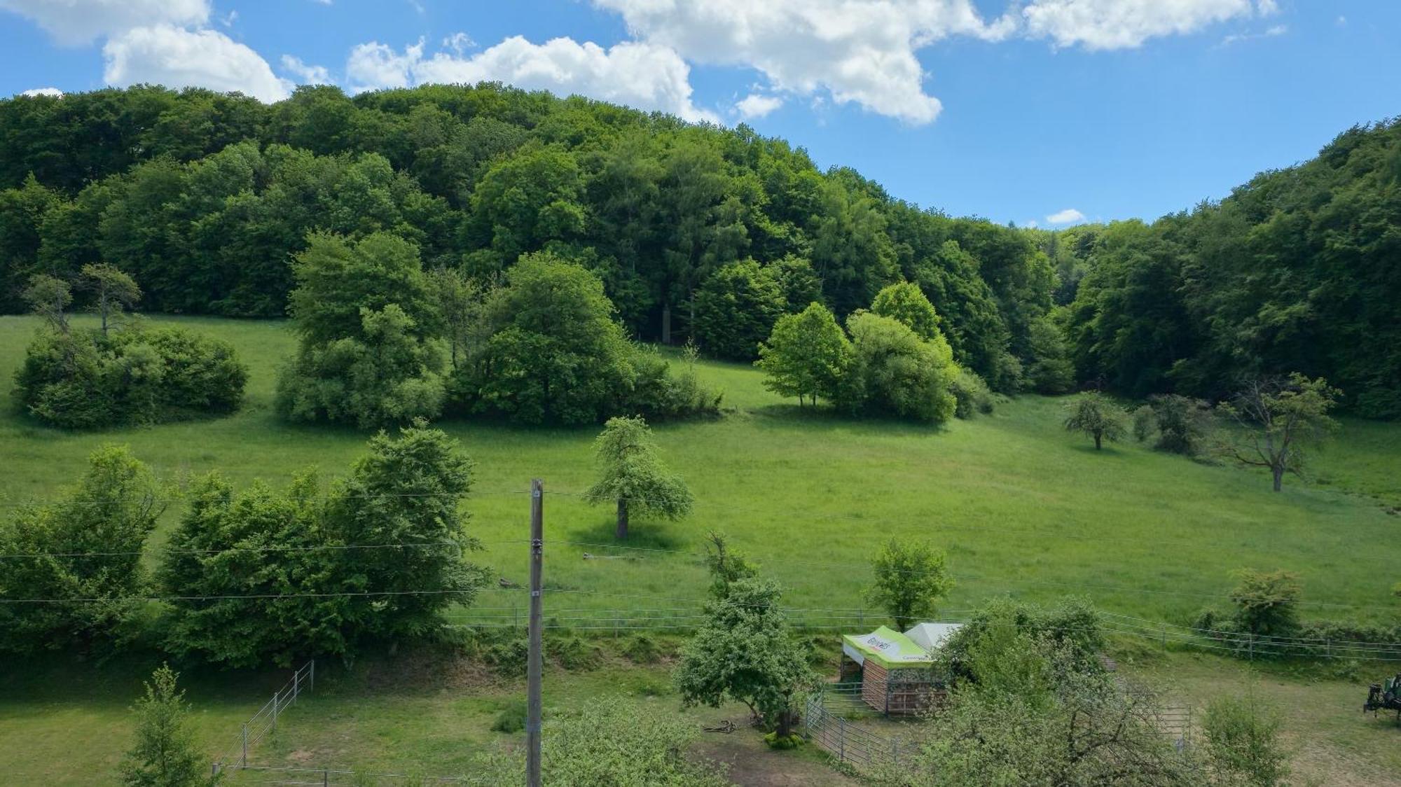 Ferienwohnung - Appartement "Painted Horse" Im Herzen Des Pfaelzer Waldes Reichenbach-Steegen Екстериор снимка